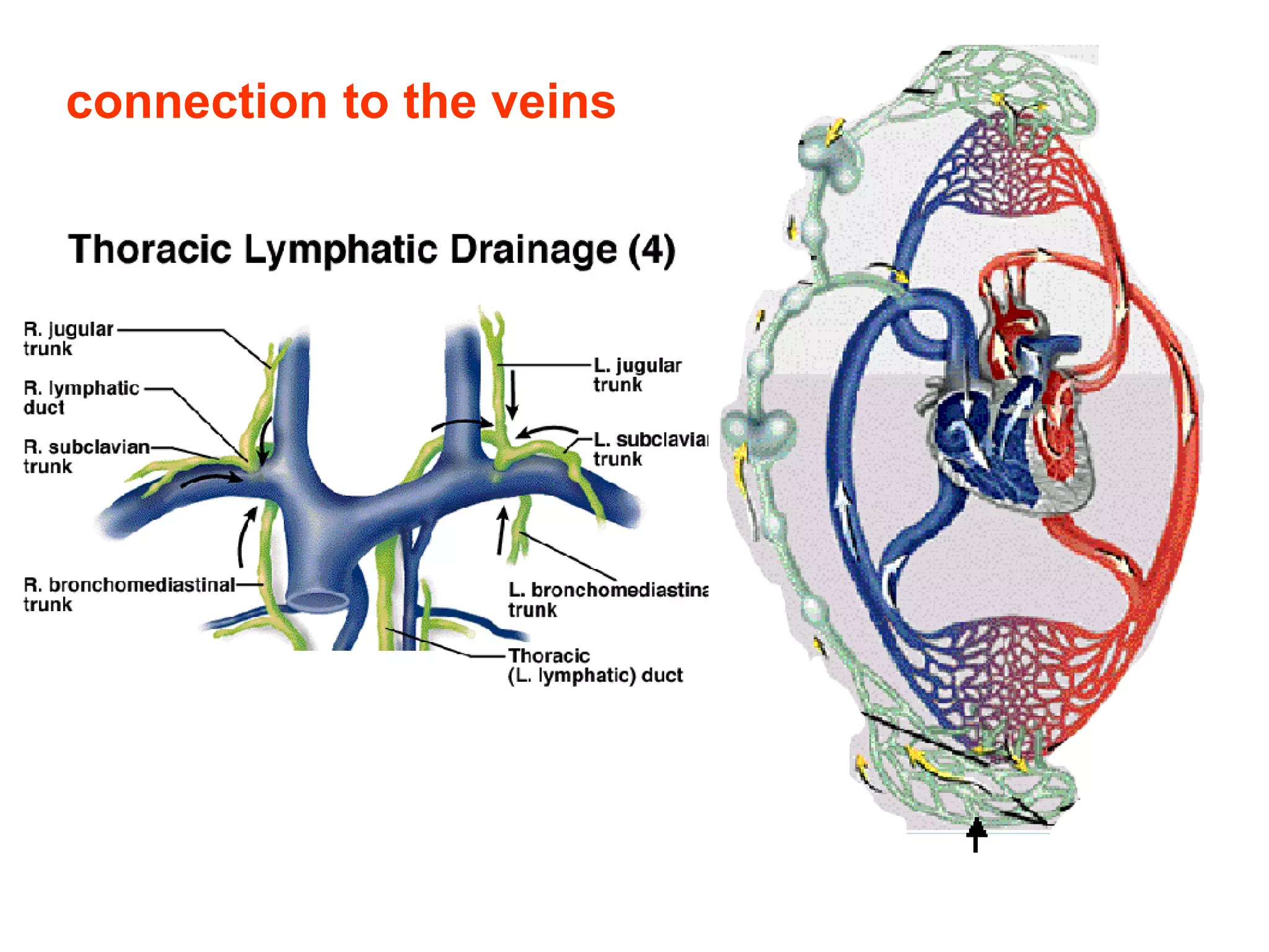 The Lymphatic Capillaries Are Quizlet - eox07nn