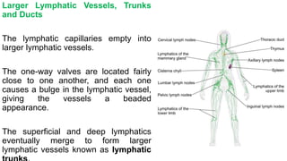 Larger Lymphatic Vessels, Trunks
and Ducts
The lymphatic capillaries empty into
larger lymphatic vessels.
The one-way valves are located fairly
close to one another, and each one
causes a bulge in the lymphatic vessel,
giving the vessels a beaded
appearance.
The superficial and deep lymphatics
eventually merge to form larger
lymphatic vessels known as lymphatic
 