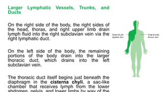 Larger Lymphatic Vessels, Trunks, and
Ducts
On the right side of the body, the right sides of
the head, thorax, and right upper limb drain
lymph fluid into the right subclavian vein via the
right lymphatic duct.
On the left side of the body, the remaining
portions of the body drain into the larger
thoracic duct, which drains into the left
subclavian vein.
The thoracic duct itself begins just beneath the
diaphragm in the cisterna chyli, a sac-like
chamber that receives lymph from the lower
 