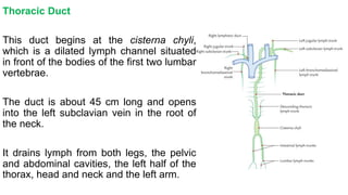 Thoracic Duct
This duct begins at the cisterna chyli,
which is a dilated lymph channel situated
in front of the bodies of the first two lumbar
vertebrae.
The duct is about 45 cm long and opens
into the left subclavian vein in the root of
the neck.
It drains lymph from both legs, the pelvic
and abdominal cavities, the left half of the
thorax, head and neck and the left arm.
 