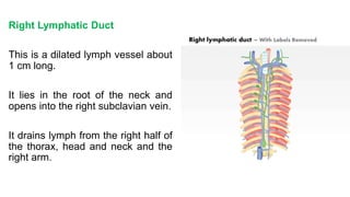 Right Lymphatic Duct
This is a dilated lymph vessel about
1 cm long.
It lies in the root of the neck and
opens into the right subclavian vein.
It drains lymph from the right half of
the thorax, head and neck and the
right arm.
 