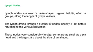 Lymph Nodes
Lymph nodes are oval or bean-shaped organs that lie, often in
groups, along the length of lymph vessels.
The lymph drains through a number of nodes, usually 8–10, before
returning to the venous circulation.
These nodes vary considerably in size: some are as small as a pin
head and the largest are about the size of an almond.
 