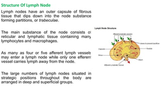 Structure Of Lymph Node
Lymph nodes have an outer capsule of fibrous
tissue that dips down into the node substance
forming partitions, or trabeculae.
The main substance of the node consists of
reticular and lymphatic tissue containing many
lymphocytes and macrophages.
As many as four or five afferent lymph vessels
may enter a lymph node while only one efferent
vessel carries lymph away from the node.
The large numbers of lymph nodes situated in
strategic positions throughout the body are
arranged in deep and superficial groups.
 