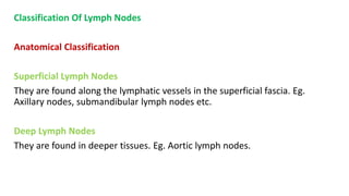 Classification Of Lymph Nodes
Anatomical Classification
Superficial Lymph Nodes
They are found along the lymphatic vessels in the superficial fascia. Eg.
Axillary nodes, submandibular lymph nodes etc.
Deep Lymph Nodes
They are found in deeper tissues. Eg. Aortic lymph nodes.
 