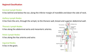 Regional Classification
Cervical Lymph Nodes
It lies behind and below the ear, along the inferior margin of mandible and down the side of neck.
Axillary Lymph Nodes
It lies from the arm, through the armpit, to the thoracic wall, breast and superior abdominal wall.
Thoracic Lymph Nodes
It lies along the abdominal aorta and mesenteric arteries.
Pelvic Lymph Nodes
It lies along the iliac arteries and veins
Inguinal Nodes
It lies in the groin.
 