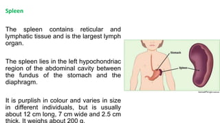 Spleen
The spleen contains reticular and
lymphatic tissue and is the largest lymph
organ.
The spleen lies in the left hypochondriac
region of the abdominal cavity between
the fundus of the stomach and the
diaphragm.
It is purplish in colour and varies in size
in different individuals, but is usually
about 12 cm long, 7 cm wide and 2.5 cm
 