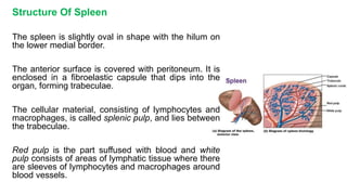 Structure Of Spleen
The spleen is slightly oval in shape with the hilum on
the lower medial border.
The anterior surface is covered with peritoneum. It is
enclosed in a fibroelastic capsule that dips into the
organ, forming trabeculae.
The cellular material, consisting of lymphocytes and
macrophages, is called splenic pulp, and lies between
the trabeculae.
Red pulp is the part suffused with blood and white
pulp consists of areas of lymphatic tissue where there
are sleeves of lymphocytes and macrophages around
blood vessels.
 