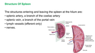 Structure Of Spleen
The structures entering and leaving the spleen at the hilum are:
• splenic artery, a branch of the coeliac artery
• splenic vein, a branch of the portal vein
• lymph vessels (efferent only)
• nerves.
 