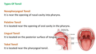 Types Of Tonsil
Nasopharyngeal Tonsil
It is near the opening of nasal cavity into pharynx.
Palatine Tonsil
It is located near the opening of oral cavity in the pharynx.
Lingual Tonsil
It is located on the posterior surface of tongue.
Tubal Tonsil
It is located near the pharyngeal tonsil.
 