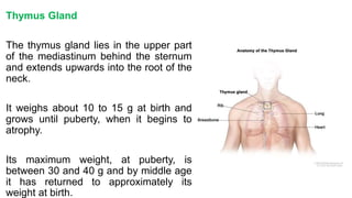 Thymus Gland
The thymus gland lies in the upper part
of the mediastinum behind the sternum
and extends upwards into the root of the
neck.
It weighs about 10 to 15 g at birth and
grows until puberty, when it begins to
atrophy.
Its maximum weight, at puberty, is
between 30 and 40 g and by middle age
it has returned to approximately its
weight at birth.
 