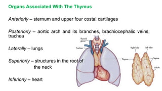 Organs Associated With The Thymus
Anteriorly – sternum and upper four costal cartilages
Posteriorly – aortic arch and its branches, brachiocephalic veins,
trachea
Laterally – lungs
Superiorly – structures in the root of
the neck
Inferiorly – heart
 