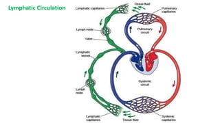 Lymphatic Circulation
 