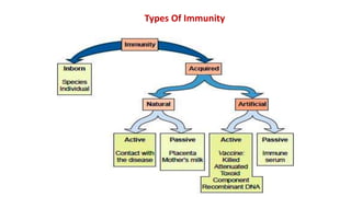 Types Of Immunity
 