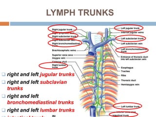 Lymphatic system