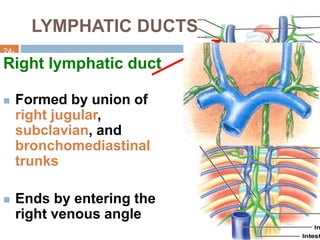 Lymphatic system