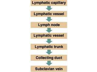 Lymphatic system