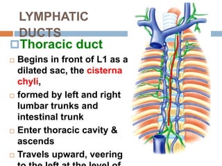 Lymphatic system