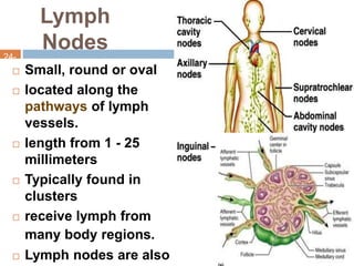 Lymphatic system