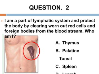 Lymphatic system