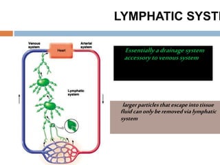 Lymphatic system