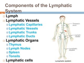 Lymphatic system