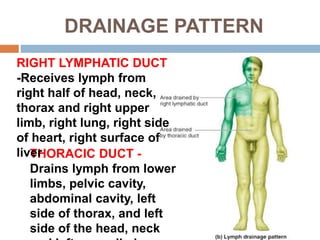 DRAINAGE PATTERN
THORACIC DUCT -
Drains lymph from lower
limbs, pelvic cavity,
abdominal cavity, left
side of thorax, and left
side of the head, neck
RIGHT LYMPHATIC DUCT
-Receives lymph from
right half of head, neck,
thorax and right upper
limb, right lung, right side
of heart, right surface of
liver
 