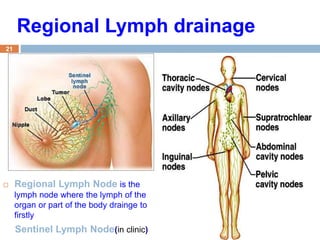 21
 Regional Lymph Node is the
lymph node where the lymph of the
organ or part of the body drainge to
firstly
Sentinel Lymph Node(in clinic)
Regional Lymph drainage
 