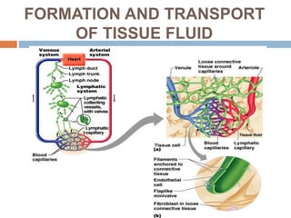 FORMATION AND TRANSPORT
OF TISSUE FLUID
 