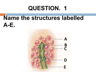 Name the structures labelled
A-E.
QUESTION. 1
 