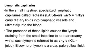 Lymphatic capillaries
•In the small intestine, specialized lymphatic
capillaries called lacteals (LAK-tē-als; lact- = milky)
carry dietary lipids into lymphatic vessels and
ultimately into the blood.
• The presence of these lipids causes the lymph
draining from the small intestine to appear creamy
white; such lymph is referred to as chyle (KĪL =
juice). Elsewhere, lymph is a clear, pale-yellow fluid.
 