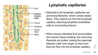 Lymphatic capillaries
• Attached to the lymphatic capillaries are
anchoring filaments, which contain elastic
fibers. They extend out from the lymphatic
capillary, attaching lymphatic endothelial
cells to surrounding tissues.
• When excess interstitial fluid accumulates
and causes tissue swelling, the anchoring
filaments are pulled, making the openings
between cells even larger so that more
fluid can flow into the lymphatic capillary.
2/27/2023
Sample Footer Text 12
 