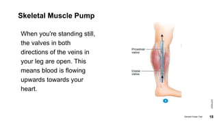Skeletal Muscle Pump
When you're standing still,
the valves in both
directions of the veins in
your leg are open. This
means blood is flowing
upwards towards your
heart.
2/27/2023
Sample Footer Text 18
 