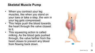 Skeletal Muscle Pump
• When you contract your leg
muscles, like when you stand on
your toes or take a step, the vein in
your leg gets compressed.
• This helps push the blood towards
the heart through the valve closest
to it.
• This squeezing action is called
milking. As the blood gets pushed
through, the valve farther from the
heart closes to prevent any blood
from flowing back down.
2/27/2023
Sample Footer Text 19
 