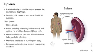 Spleen
• It is in the left hypochondriac region between the
stomach and diaphragm.
• In adults, the spleen is about the size of an
avocado.
Your spleen:
• Stores blood.
• Filters blood by removing cellular waste and
getting rid of old or damaged blood cells.
• Makes white blood cells and antibodies that
help you fight infection.
• Maintains the levels of fluid in your body.
• Produces antibodies that protect you against
infection.
2/27/2023
Sample Footer Text 21
 