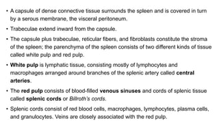 • A capsule of dense connective tissue surrounds the spleen and is covered in turn
by a serous membrane, the visceral peritoneum.
• Trabeculae extend inward from the capsule.
• The capsule plus trabeculae, reticular fibers, and fibroblasts constitute the stroma
of the spleen; the parenchyma of the spleen consists of two different kinds of tissue
called white pulp and red pulp.
• White pulp is lymphatic tissue, consisting mostly of lymphocytes and
macrophages arranged around branches of the splenic artery called central
arteries.
• The red pulp consists of blood-filled venous sinuses and cords of splenic tissue
called splenic cords or Billroth’s cords.
• Splenic cords consist of red blood cells, macrophages, lymphocytes, plasma cells,
and granulocytes. Veins are closely associated with the red pulp.
 