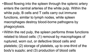 •Blood flowing into the spleen through the splenic artery
enters the central arteries of the white pulp. Within the
white pulp, B cells and T cells carry out immune
functions, similar to lymph nodes, while spleen
macrophages destroy blood-borne pathogens by
phagocytosis.
•Within the red pulp, the spleen performs three functions
related to blood cells: (1) removal by macrophages of
ruptured, worn out, or defective blood cells and
platelets; (2) storage of platelets, up to one-third of the
body’s supply; and (3) production of blood cells
 