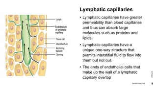 Lymphatic capillaries
• Lymphatic capillaries have greater
permeability than blood capillaries
and thus can absorb large
molecules such as proteins and
lipids.
• Lymphatic capillaries have a
unique one-way structure that
permits interstitial fluid to flow into
them but not out.
• The ends of endothelial cells that
make up the wall of a lymphatic
capillary overlap
2/27/2023
Sample Footer Text 9
 