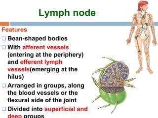 Lymph node
Features
 Bean-shaped bodies
 With afferent vessels
(entering at the periphery)
and efferent lymph
vessels(emerging at the
hilus)
 Arranged in groups, along
the blood vessels or the
flexural side of the joint
 Divided into superficial and
 