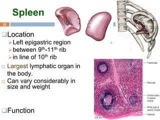 22
Spleen
Location
Left epigastric region
between 9th-11th rib
in line of 10th rib
 Largest lymphatic organ in
the body.
 Can vary considerably in
size and weight
Function
 