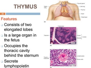 23
THYMUS
Features
 Consists of two
elongated lobes
 Is a large organ in
the fetus
 Occupies the
thoracic cavity
behind the sternum
 Secrete
lymphopoietin
 