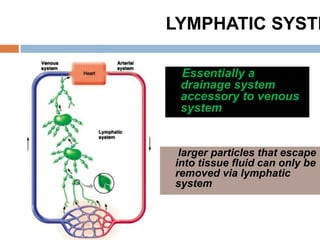 Essentially a
drainage system
accessory to venous
system
larger particles that escape
into tissue fluid can only be
removed via lymphatic
system
LYMPHATIC SYSTE
 