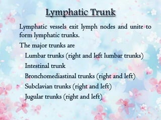  Lymphatic vessels exit lymph nodes and unite to
form lymphatic trunks.
 The major trunks are
 Lumbar trunks (right and left lumbar trunks)
 Intestinal trunk
 Bronchomediastinal trunks (right and left)
 Subclavian trunks (right and left)
 Jugular trunks (right and left)
 