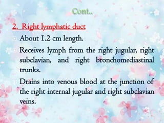 2. Right lymphatic duct
 About 1.2 cm length.
 Receives lymph from the right jugular, right
subclavian, and right bronchomediastinal
trunks.
 Drains into venous blood at the junction of
the right internal jugular and right subclavian
veins.
 
