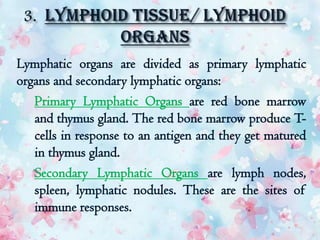 Lymphatic organs are divided as primary lymphatic
organs and secondary lymphatic organs:
1. Primary Lymphatic Organs are red bone marrow
and thymus gland. The red bone marrow produce T-
cells in response to an antigen and they get matured
in thymus gland.
2. Secondary Lymphatic Organs are lymph nodes,
spleen, lymphatic nodules. These are the sites of
immune responses.
 