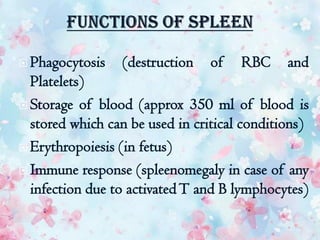  Phagocytosis (destruction of RBC and
Platelets)
 Storage of blood (approx 350 ml of blood is
stored which can be used in critical conditions)
 Erythropoiesis (in fetus)
 Immune response (spleenomegaly in case of any
infection due to activatedT and B lymphocytes)
 