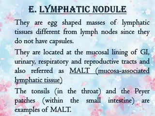  They are egg shaped masses of lymphatic
tissues different from lymph nodes since they
do not have capsules.
 They are located at the mucosal lining of GI,
urinary, respiratory and reproductive tracts and
also referred as MALT (mucosa-associated
lymphatic tissue)
 The tonsils (in the throat) and the Peyer
patches (within the small intestine) are
examples of MALT.
 