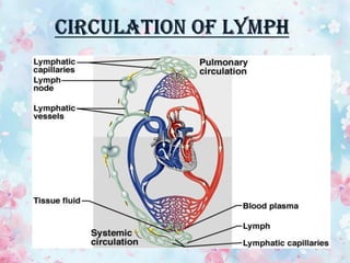 lymphatic system.pdf