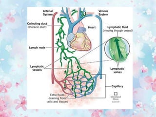 lymphatic system.pdf