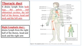 Thoracic duct
It drains lymph from both
legs, the pelvic and
abdominal cavities, the left
half of the thorax, head and
neck and the left arm.
Right lymphatic duct :
drains lymph from the right
half of the thorax, head and
neck and the right arm
 