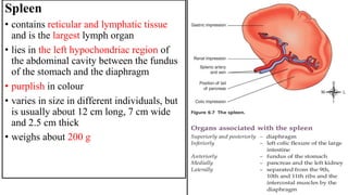 Spleen
• contains reticular and lymphatic tissue
and is the largest lymph organ
• lies in the left hypochondriac region of
the abdominal cavity between the fundus
of the stomach and the diaphragm
• purplish in colour
• varies in size in different individuals, but
is usually about 12 cm long, 7 cm wide
and 2.5 cm thick
• weighs about 200 g
 